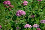 Hydrangea arborescens. Верхушки ветвей с соцветиями. Вологодская обл., Кирилловский р-н, г. Кириллов, в культуре. 12.07.2024.