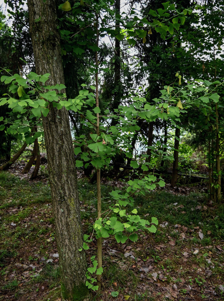 Image of Ginkgo biloba specimen.