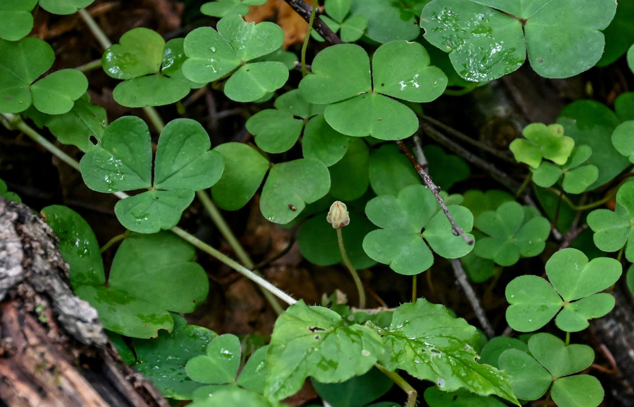 Изображение особи Oxalis acetosella.