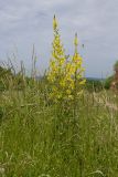 Verbascum pyramidatum. Цветущие растения. Карачаево-Черкесия, Зеленчукский р-н, окр. станицы Исправная, СЗ склон горы Джисса, ≈ 1000 м н.у.м., разнотравно-злаковый луг. 15.06.2024.