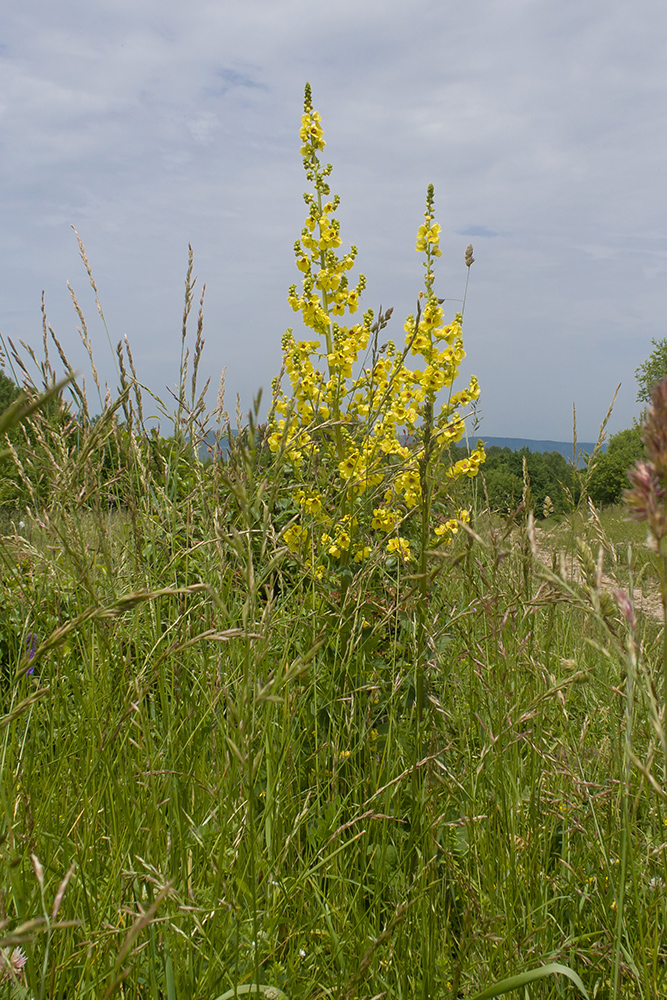 Изображение особи Verbascum pyramidatum.