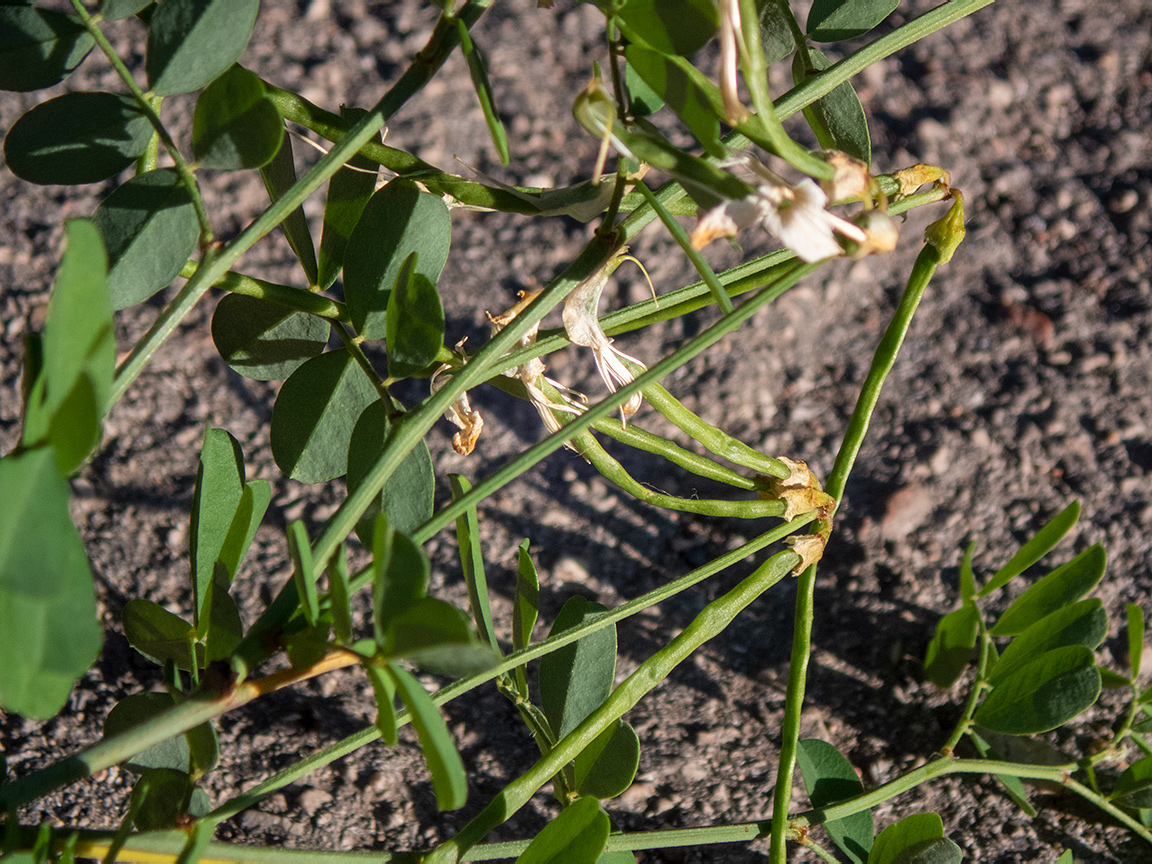 Изображение особи Hippocrepis emeroides.