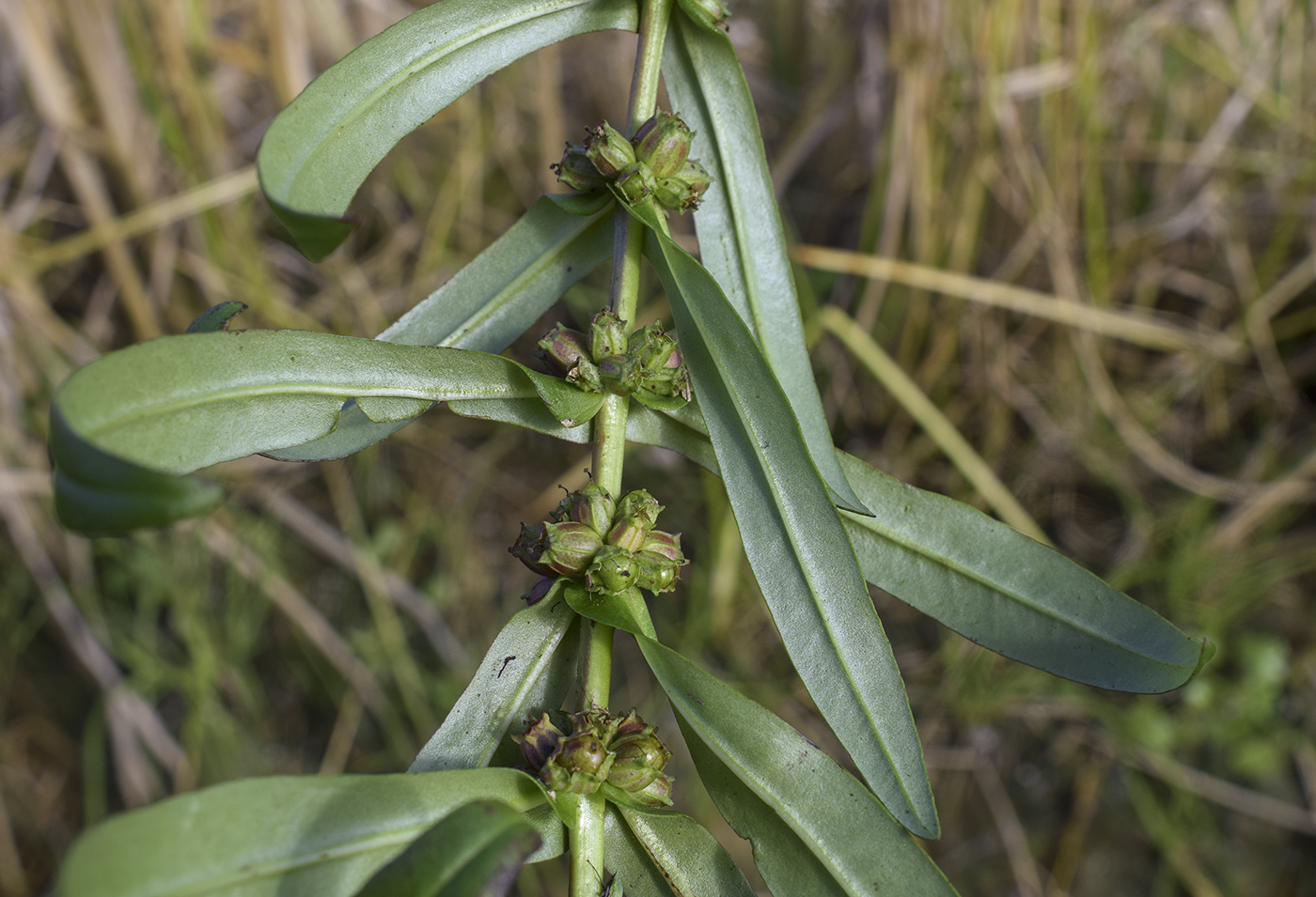 Image of Ammannia robusta specimen.