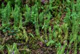 Lycopodium annotinum