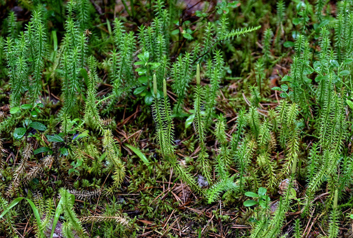 Изображение особи Lycopodium annotinum.