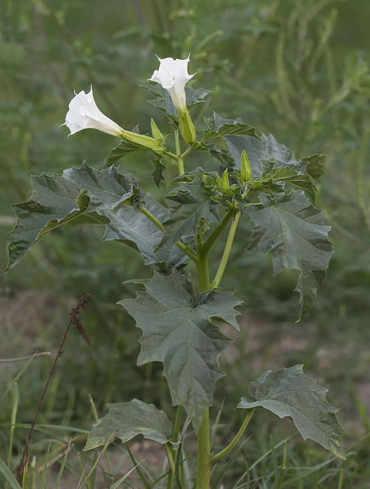 Изображение особи Datura stramonium.