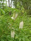 Campanula punctata