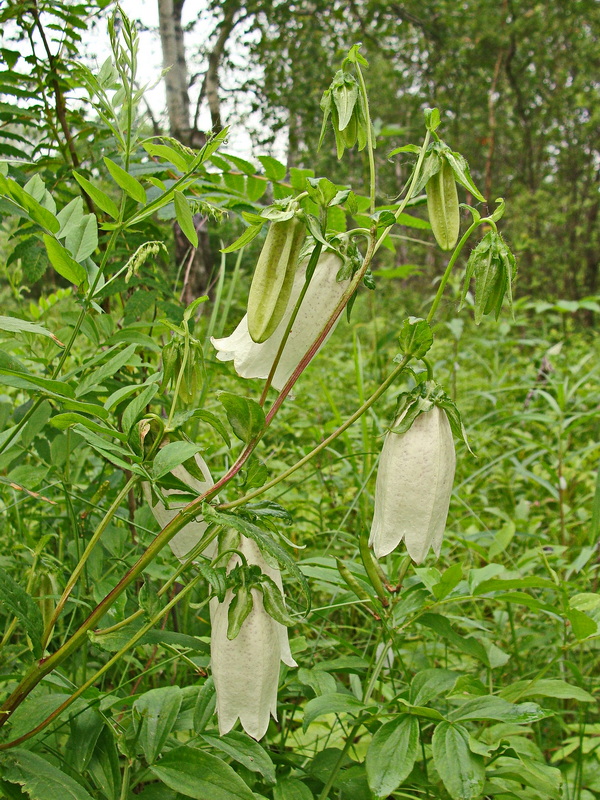 Изображение особи Campanula punctata.