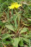 Taraxacum thracicum