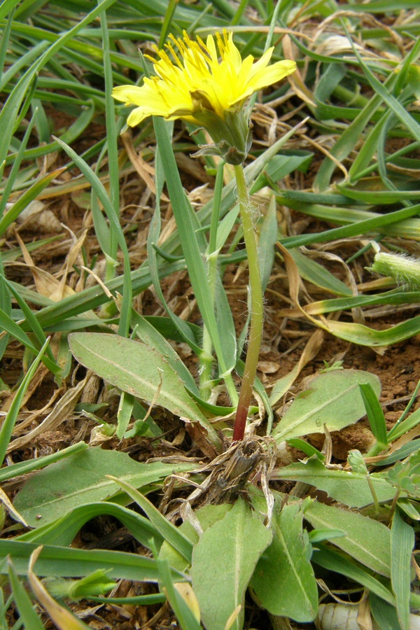 Image of Taraxacum thracicum specimen.