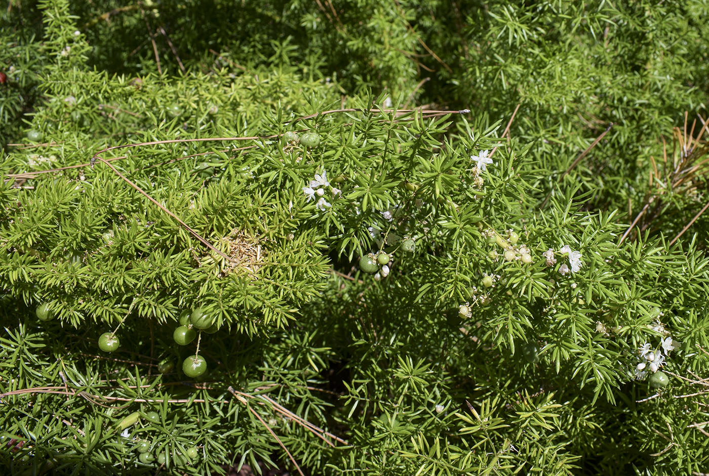 Image of Asparagus densiflorus specimen.