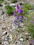 Oxytropis coerulea. Соцветие. Иркутская обл., Ольхонский р-н, Маломорское побережье Байкала, мыс Зундук, каменистая степь. 21.07.2013.