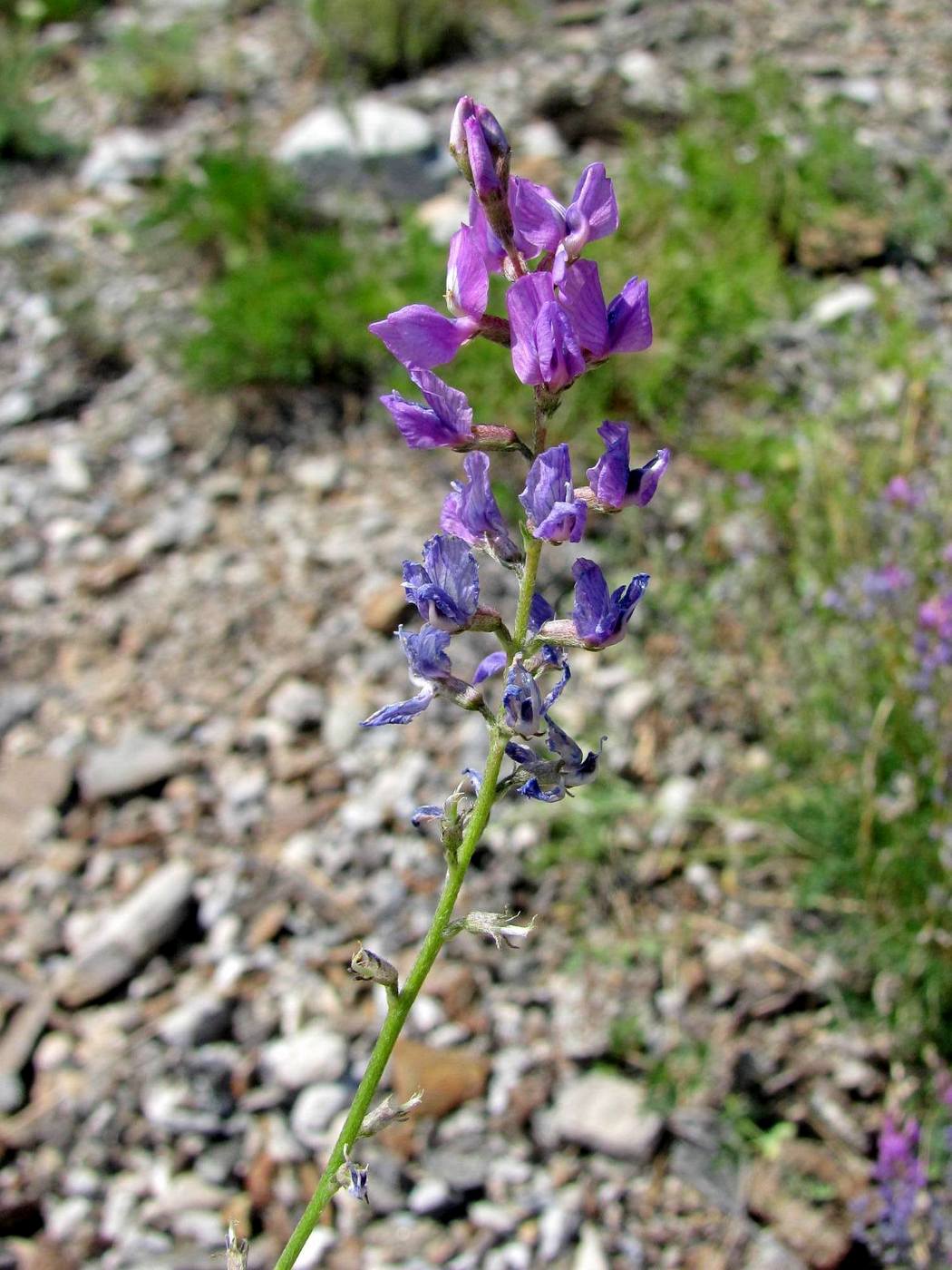 Изображение особи Oxytropis coerulea.