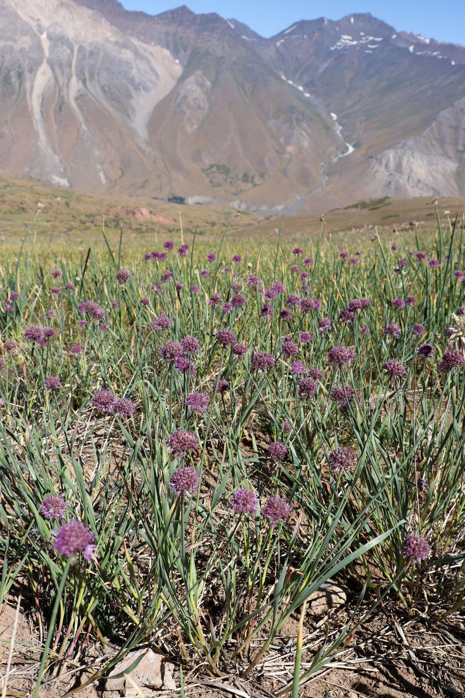 Изображение особи Allium hymenorhizum.