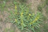 Astragalus turkestanus