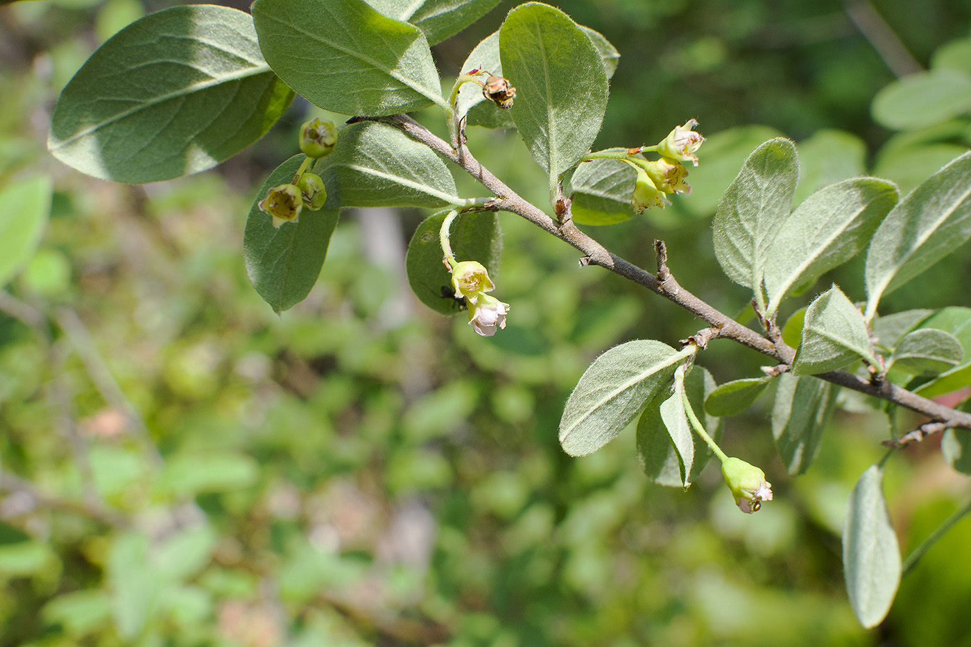 Image of Cotoneaster tjulinae specimen.