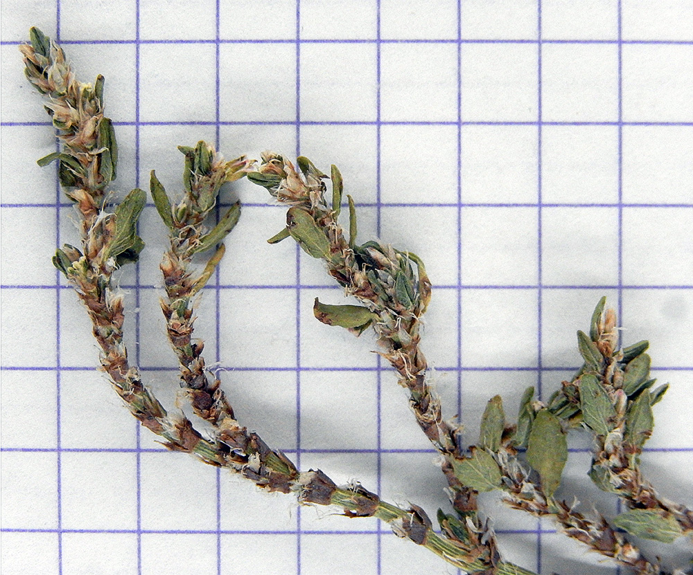 Image of Polygonum arenastrum specimen.