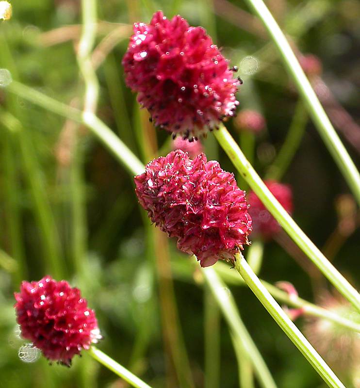 Image of Sanguisorba officinalis specimen.