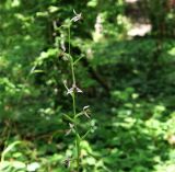 Ophrys oestrifera. Соцветие. Краснодарский край, м/о Новороссийск, окр. с. Сукко, окр. оз. Сукко, левый борт долины выше озера, тёмный широколиственный лес. 14.06.2021.