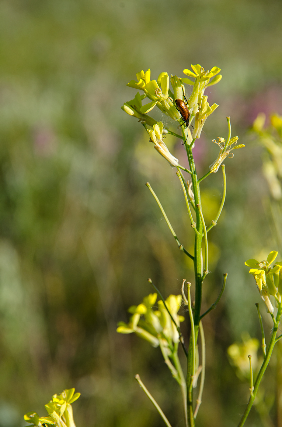 Image of Erysimum canescens specimen.