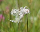 Eriophorum angustifolium. Верхушка побега с соплодием. Кабардино-Балкария, Черекский р-н, северо-восточный склон горы Эркедыген, ≈ 2500 м н.у.м., альпийский луг. 30.07.2024.