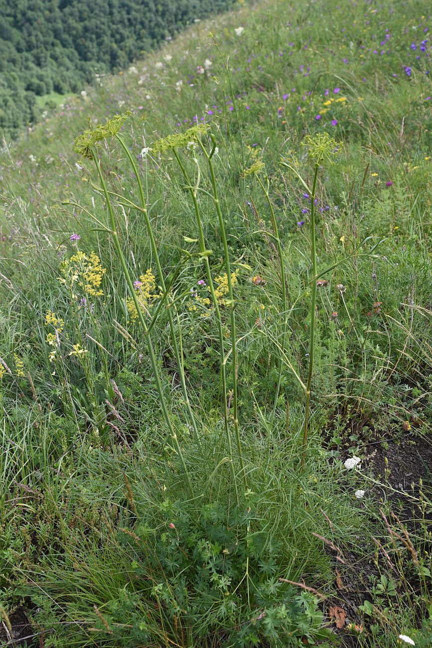 Image of Peucedanum longifolium specimen.