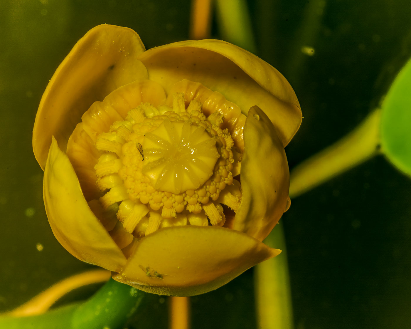 Image of Nuphar lutea specimen.