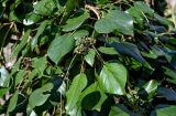 View full-size image Hedera colchica