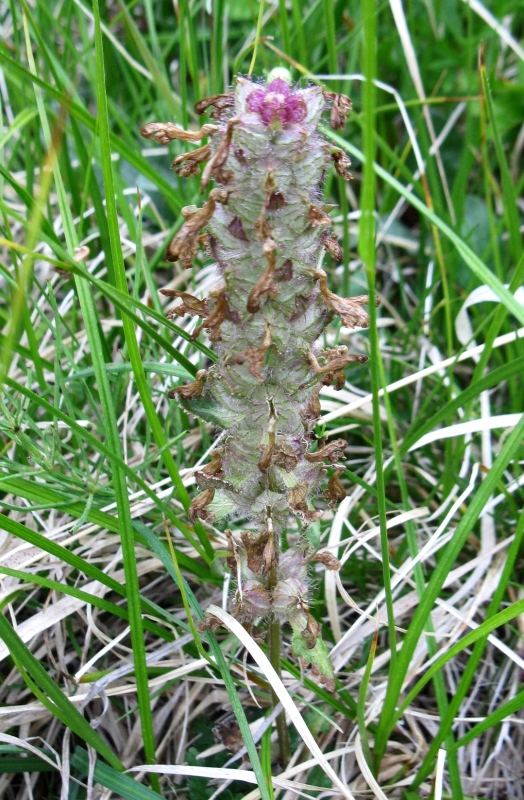 Image of Pedicularis verticillata specimen.