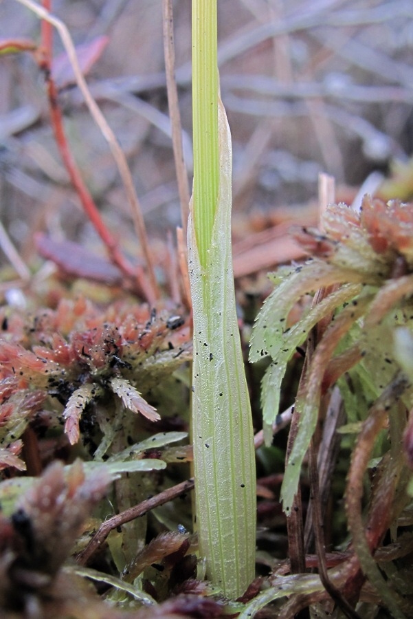 Изображение особи Eriophorum vaginatum.