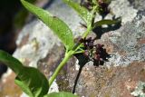 View full-size image genus Vincetoxicum
