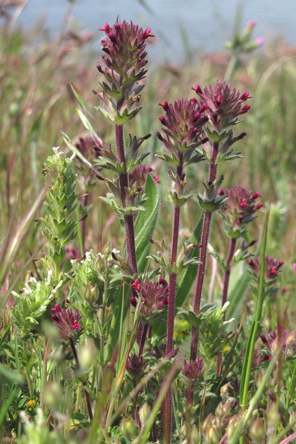 Изображение особи Parentucellia latifolia.