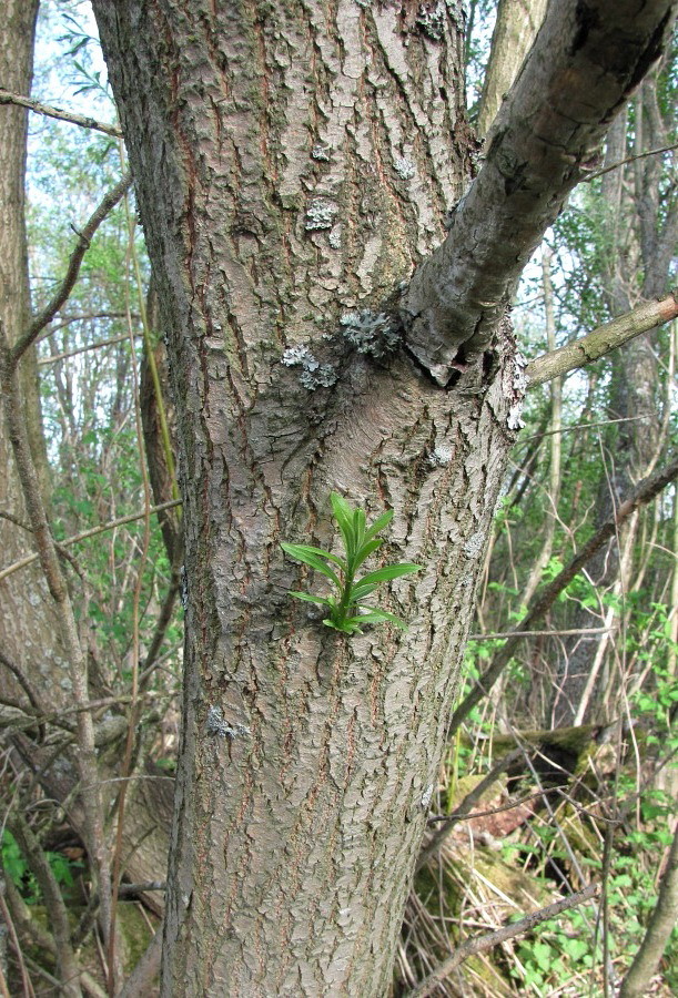 Image of Salix gmelinii specimen.