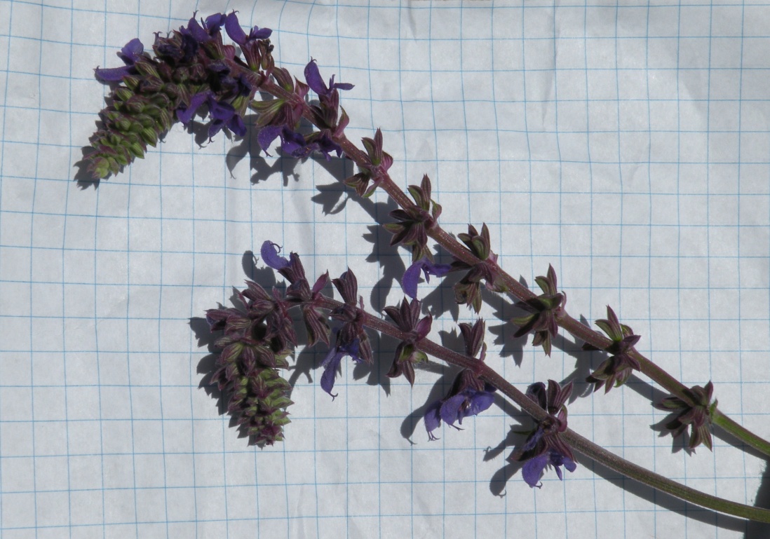 Image of Salvia betonicifolia specimen.