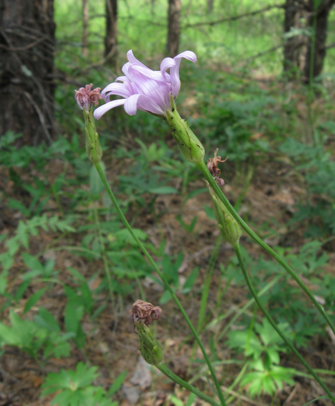 Image of Scorzonera purpurea specimen.