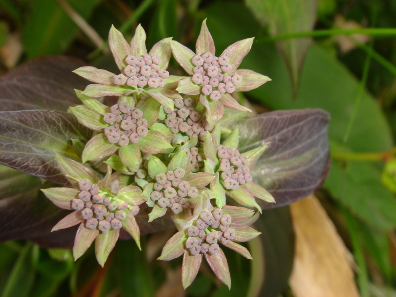 Image of genus Bupleurum specimen.