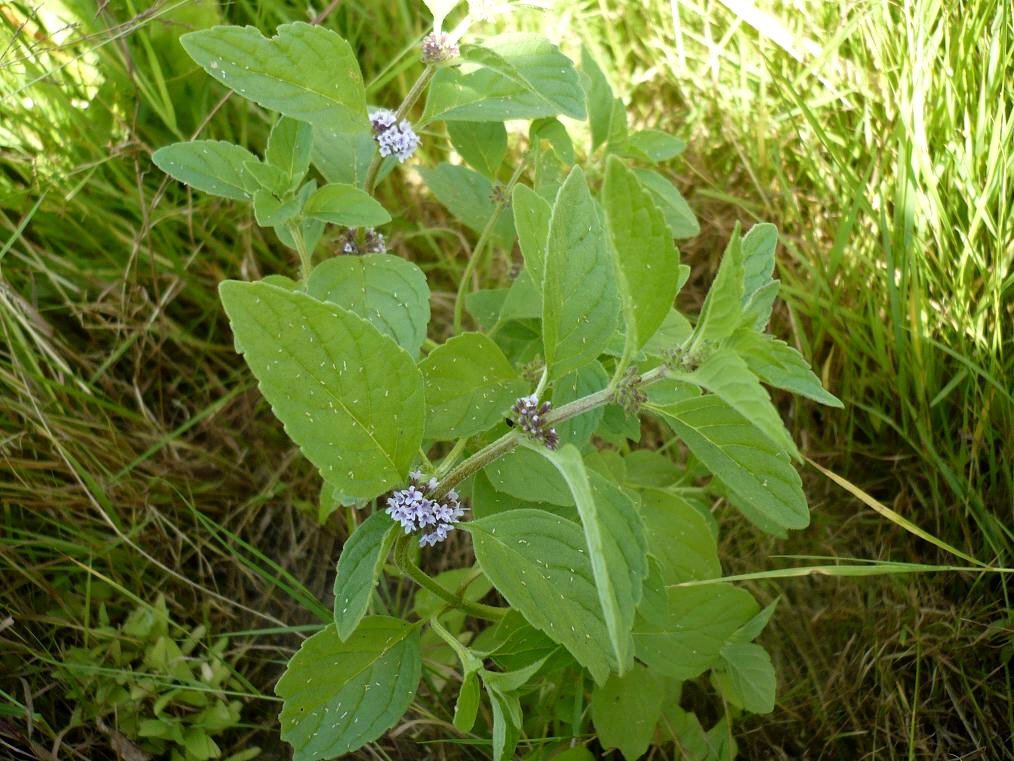 Image of Mentha arvensis specimen.