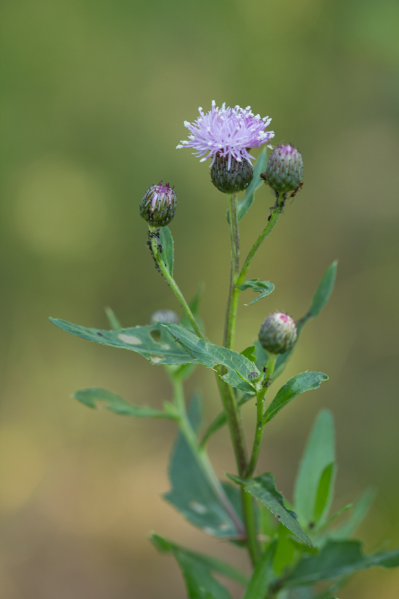 Image of Cirsium setosum specimen.