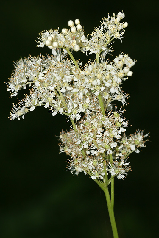 Image of Filipendula ulmaria specimen.