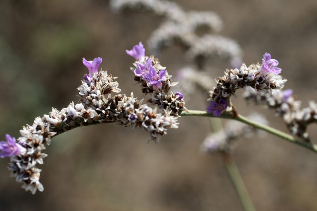 Изображение особи Limonium reniforme.