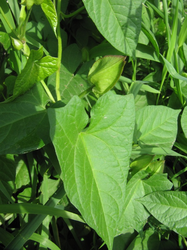 Image of Calystegia spectabilis specimen.