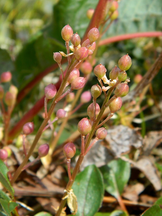 Image of genus Cochlearia specimen.