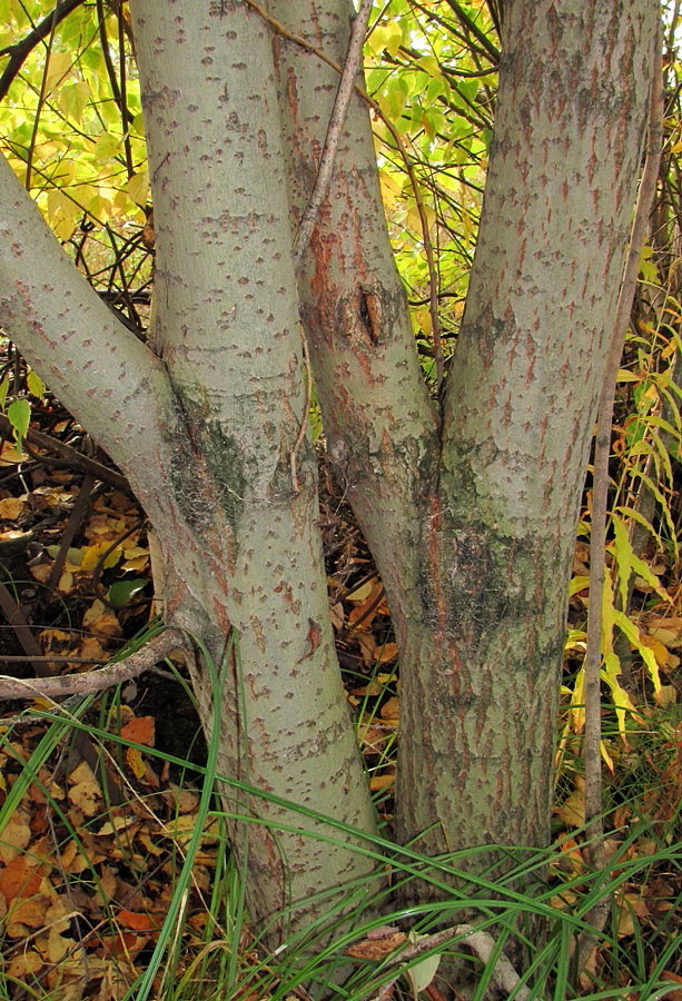 Image of Salix caprea specimen.