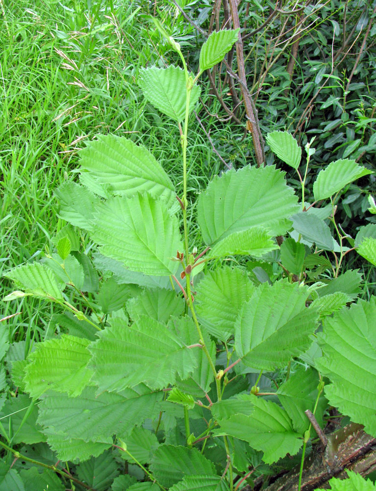 Image of Alnus &times; pubescens specimen.