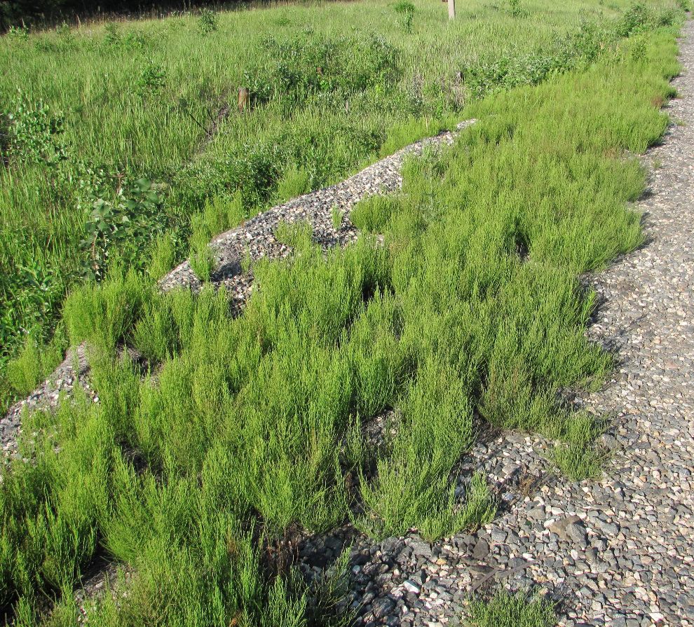 Image of Equisetum arvense specimen.