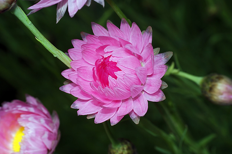 Image of Xerochrysum bracteatum specimen.