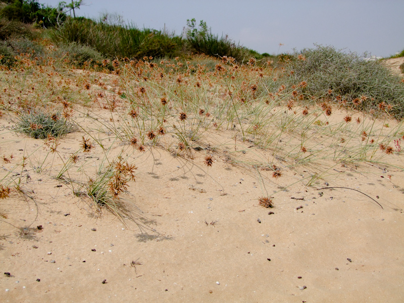 Изображение особи Cyperus macrorrhizus.