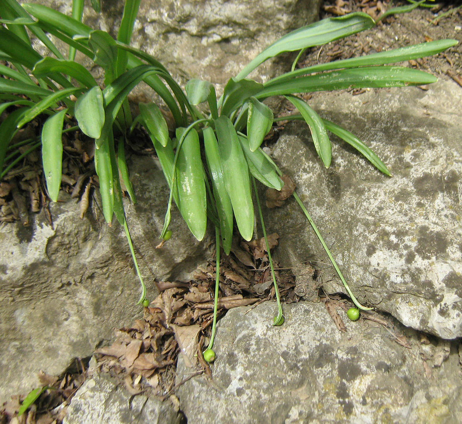 Изображение особи Galanthus plicatus.