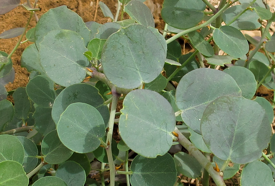 Изображение особи Capparis aegyptia.