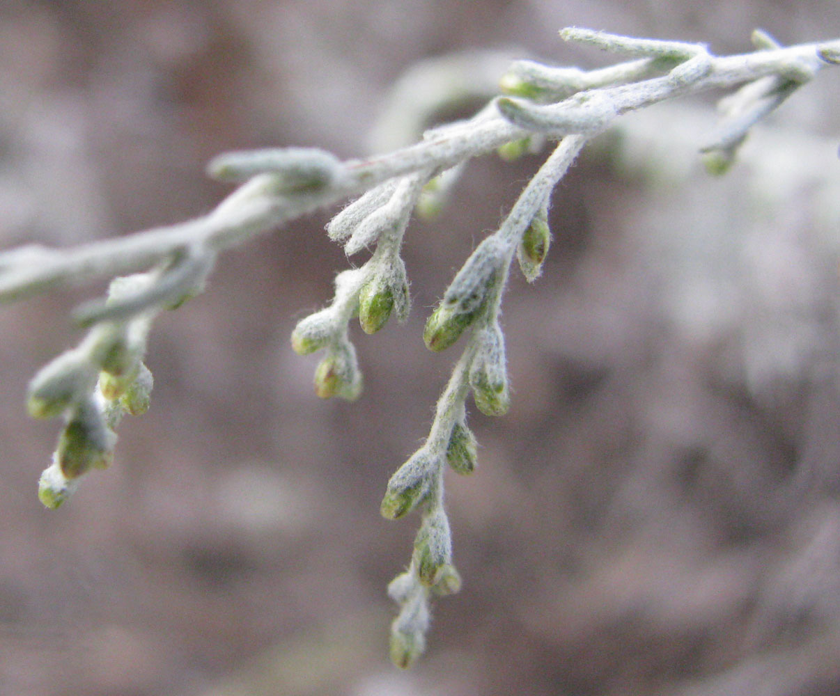 Image of Artemisia austriaca specimen.